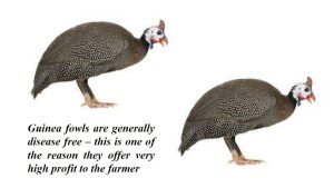 unique benefits of rearing guinea fowl