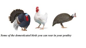 poultry birds