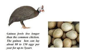 The bird: Guinea fowl Guinea fowl welfare tips