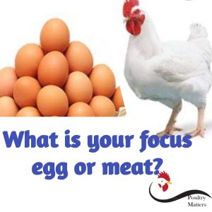 Your poultry focus - egg or meat Your poultry focus - egg or meat