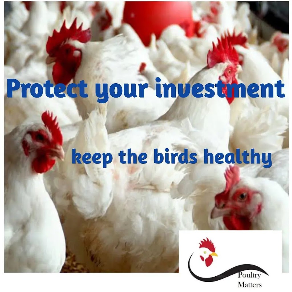 The secrets that help your poultry farm development The secrets that help your poultry farm development
