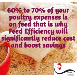 feed efficiency essential for poultry profit making