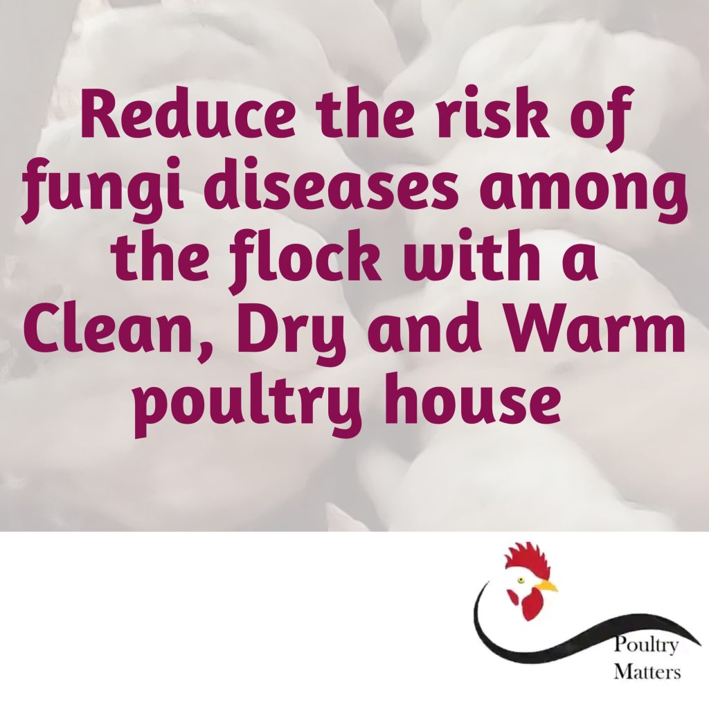 Poultry fungi disease