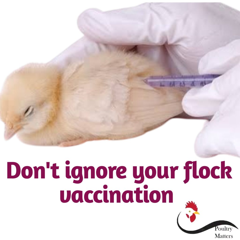 resolutions for healthier poultry