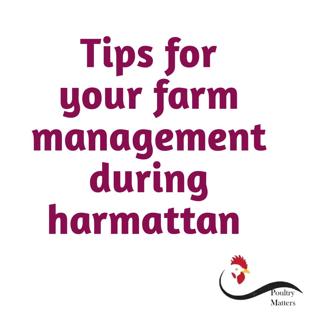 poultry farm management during harmattan