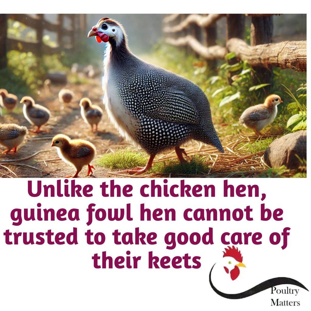 challenges of guinea fowl farming