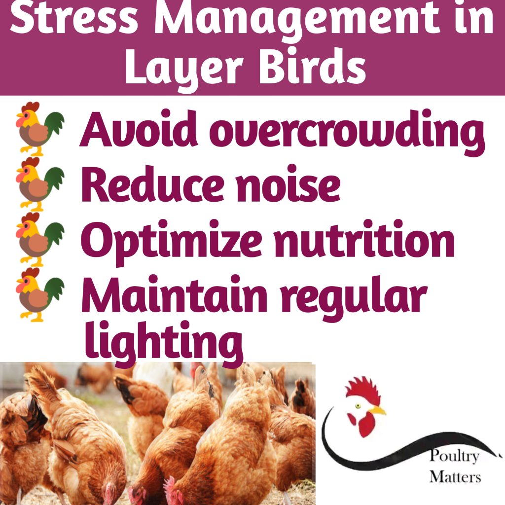 effective stress management in layer flock