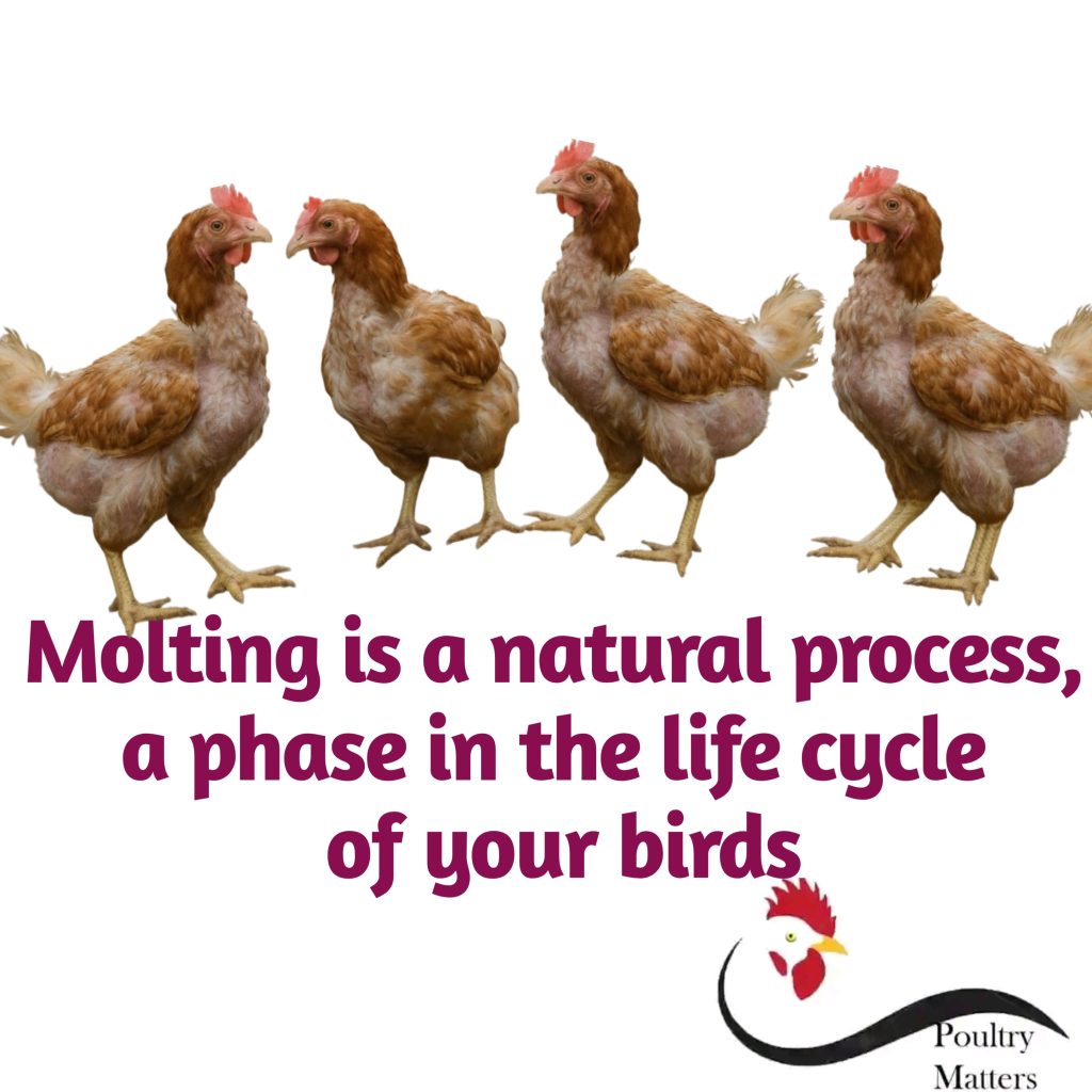 molting in poultry