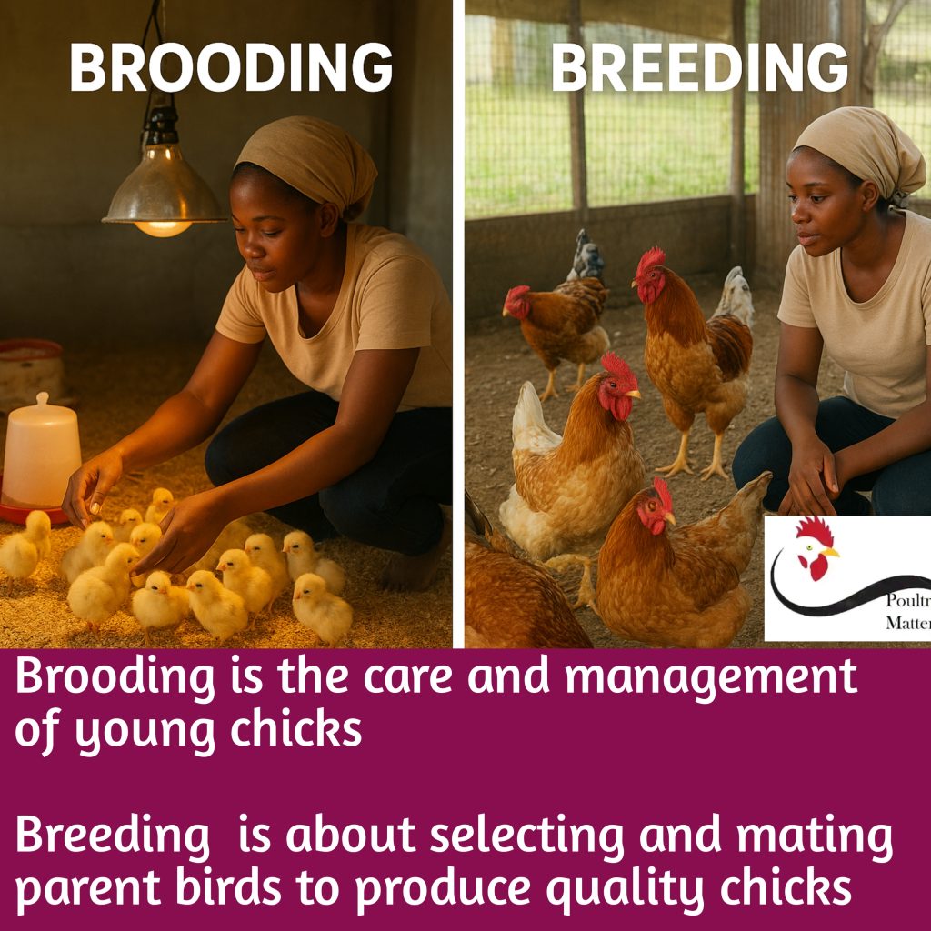Master the Language of Poultry Farming 20251105 062927 1024x1024