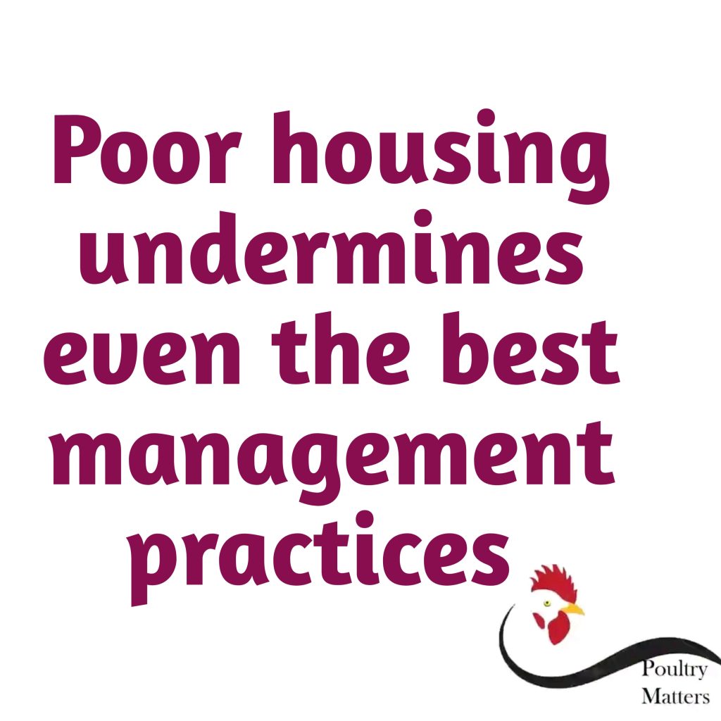 The 6 Strategic Pillars of Poultry Management for Consistent Growth and Profit 20260114 115225