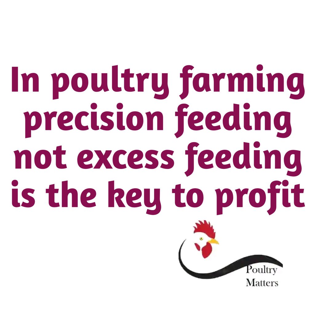The 6 Strategic Pillars of Poultry Management for Consistent Growth and Profit 20260326 173327