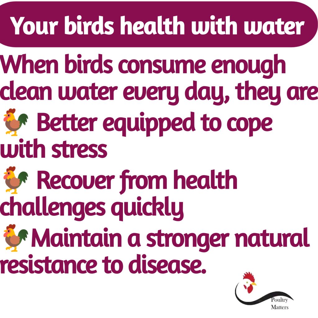 Feed and Water Management in Poultry Farming: Best Practices for Health, Performance and Maximum Profitability 20260710 124108 (1)