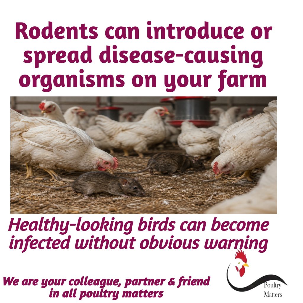Rodent Control in Poultry Biosecurity 20260804 175551