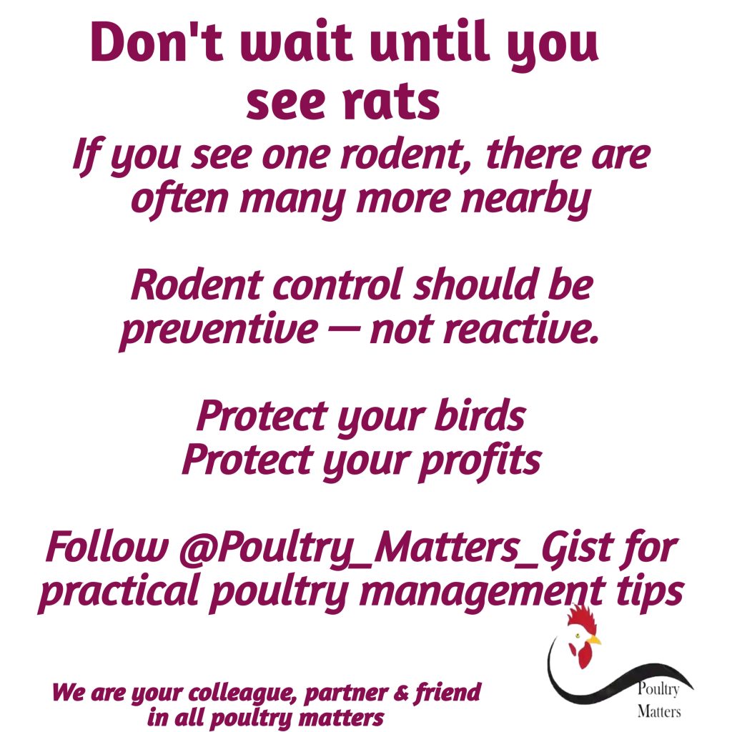 Rodent Control in Poultry Biosecurity 20260804 195640 (2)